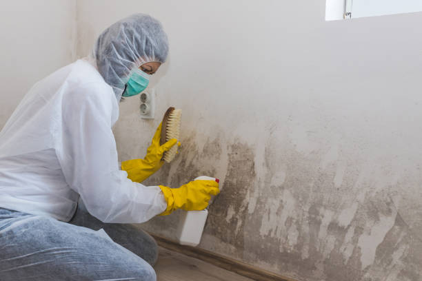 Professional Mold Remediation in Clark, SD
