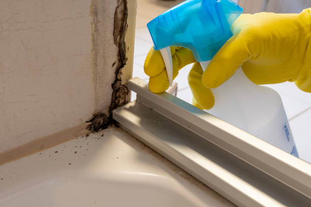 Best Localized Mold Remediation (e.g., coastal areas, humid climates) in Clark, SD